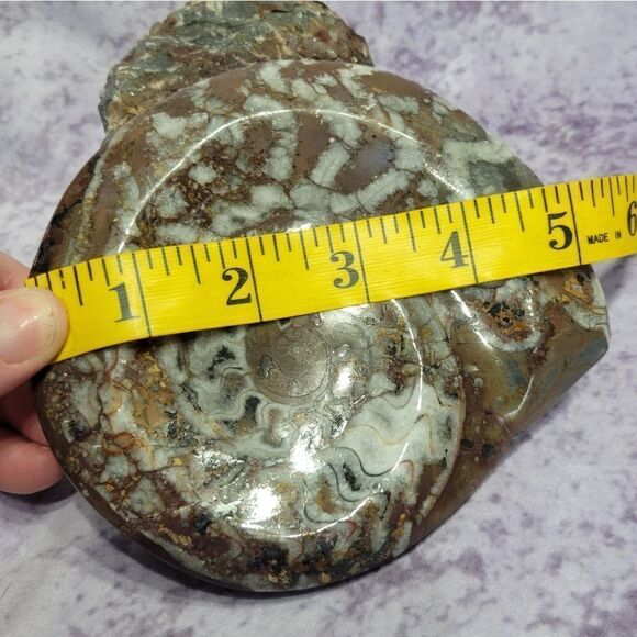 Ammonite & Goniatte Fossil Free Standing - Picture 9 of 12